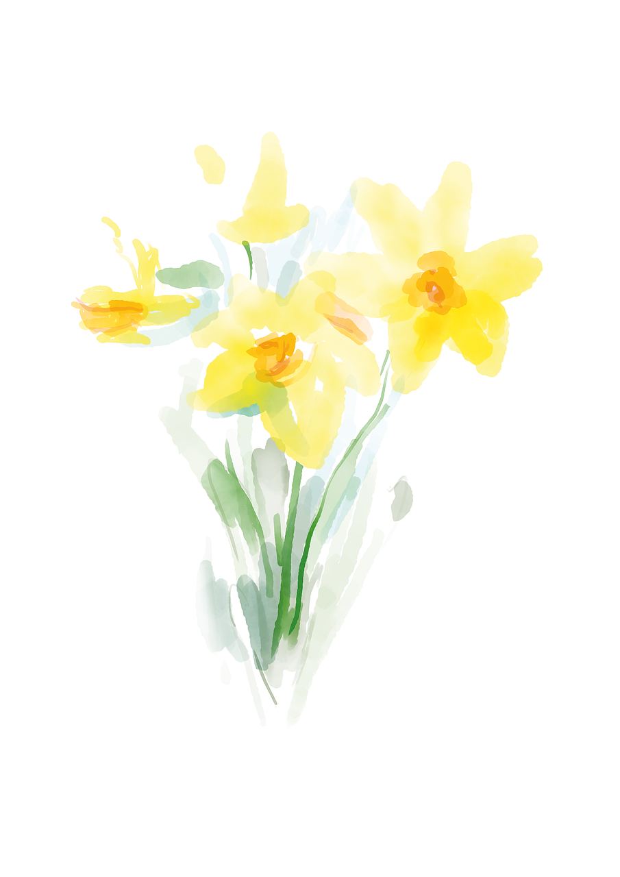 flowers, daffodils, petals-7014589.jpg